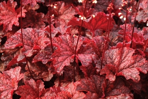 Heuchera 'Cajun Fire'